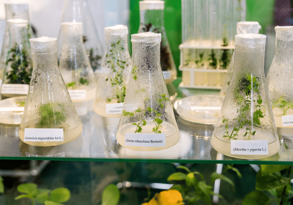 Benefícios ambientais e sociais associados ao uso de biocosméticos