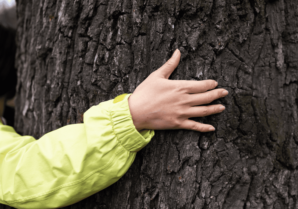 Destaque para ingredientes naturais e orgânicos